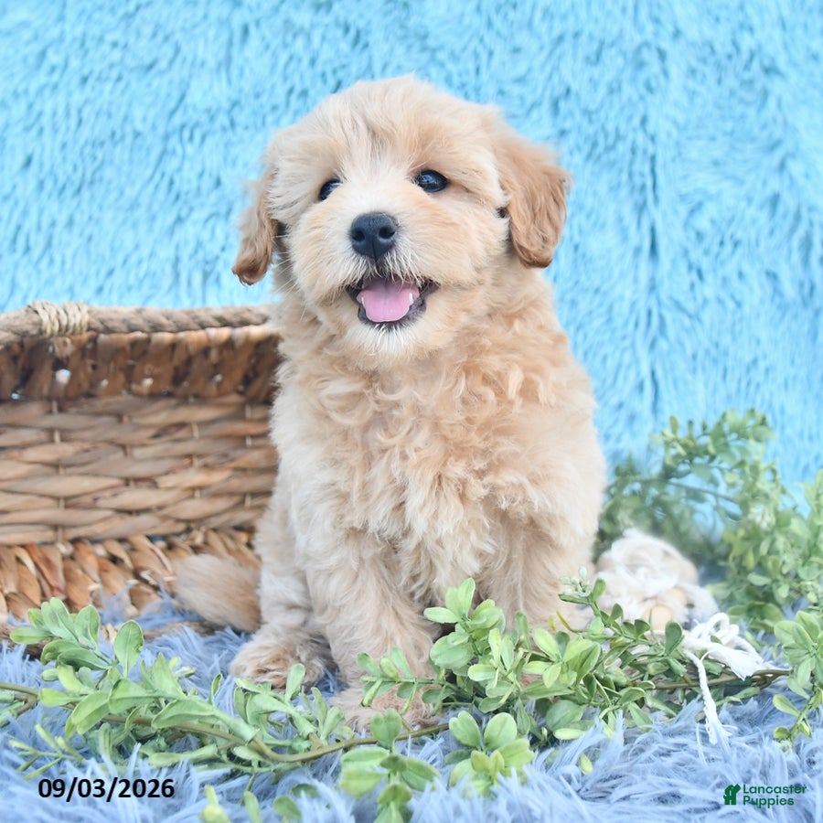 Havapoo dogs Beacon - Ad 2