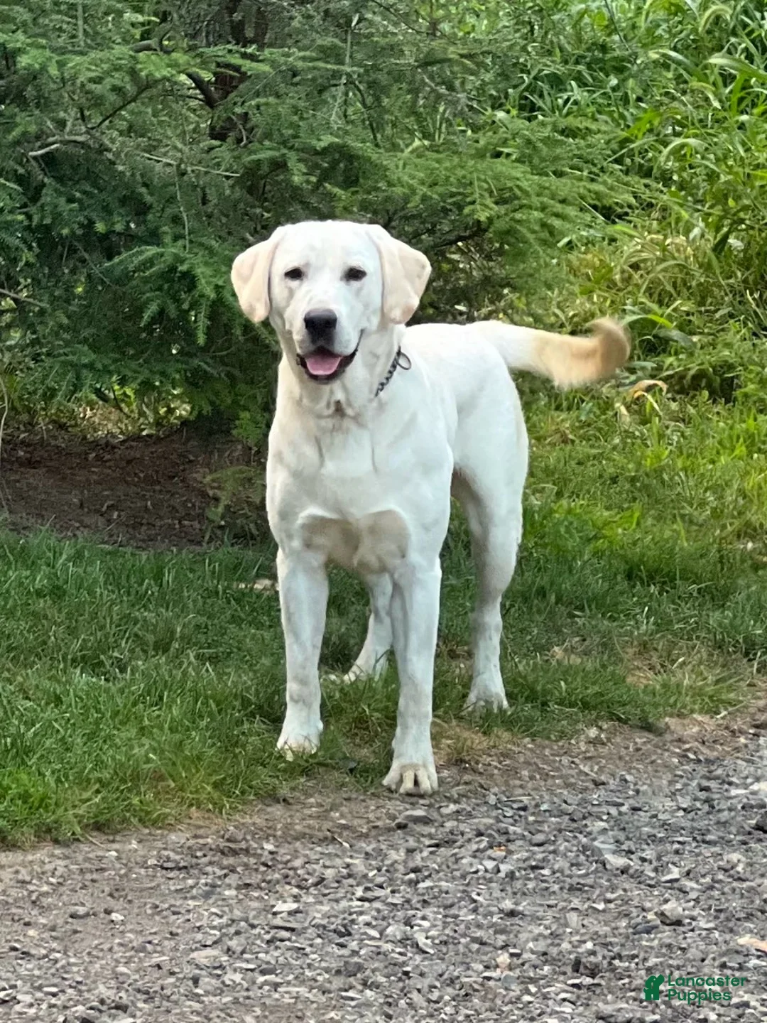Labrador Retriever dogs for sale: Quincy - Ad 10