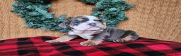 English Bulldog dogs for sale: Elliot - Ad 18