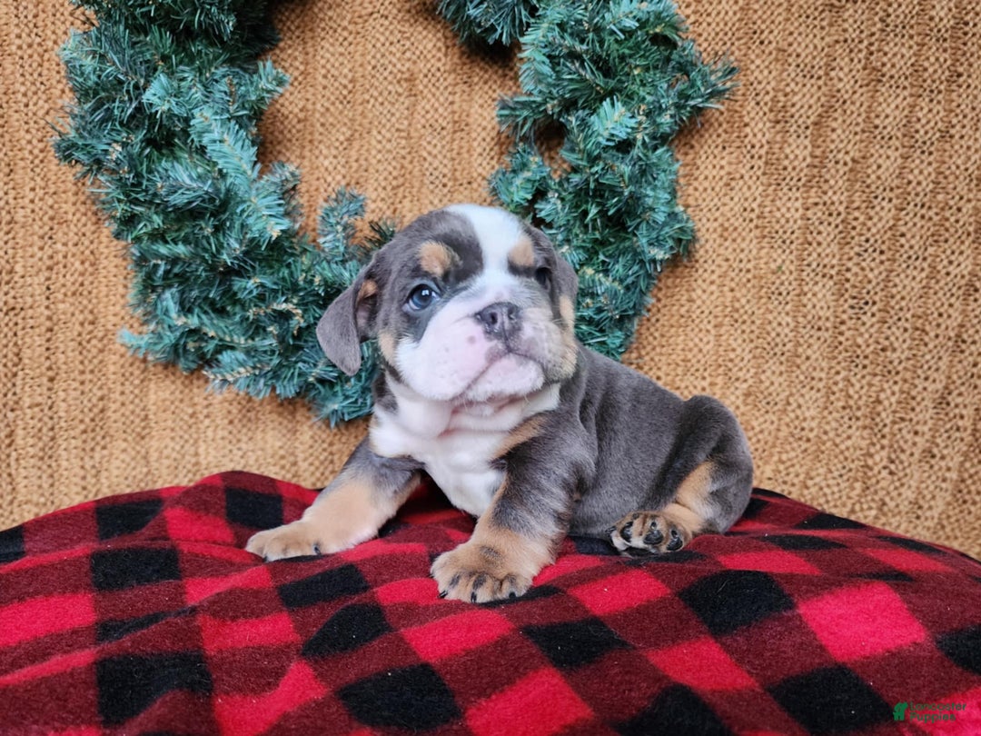 English Bulldog dogs for sale: Elliot - Ad 18
