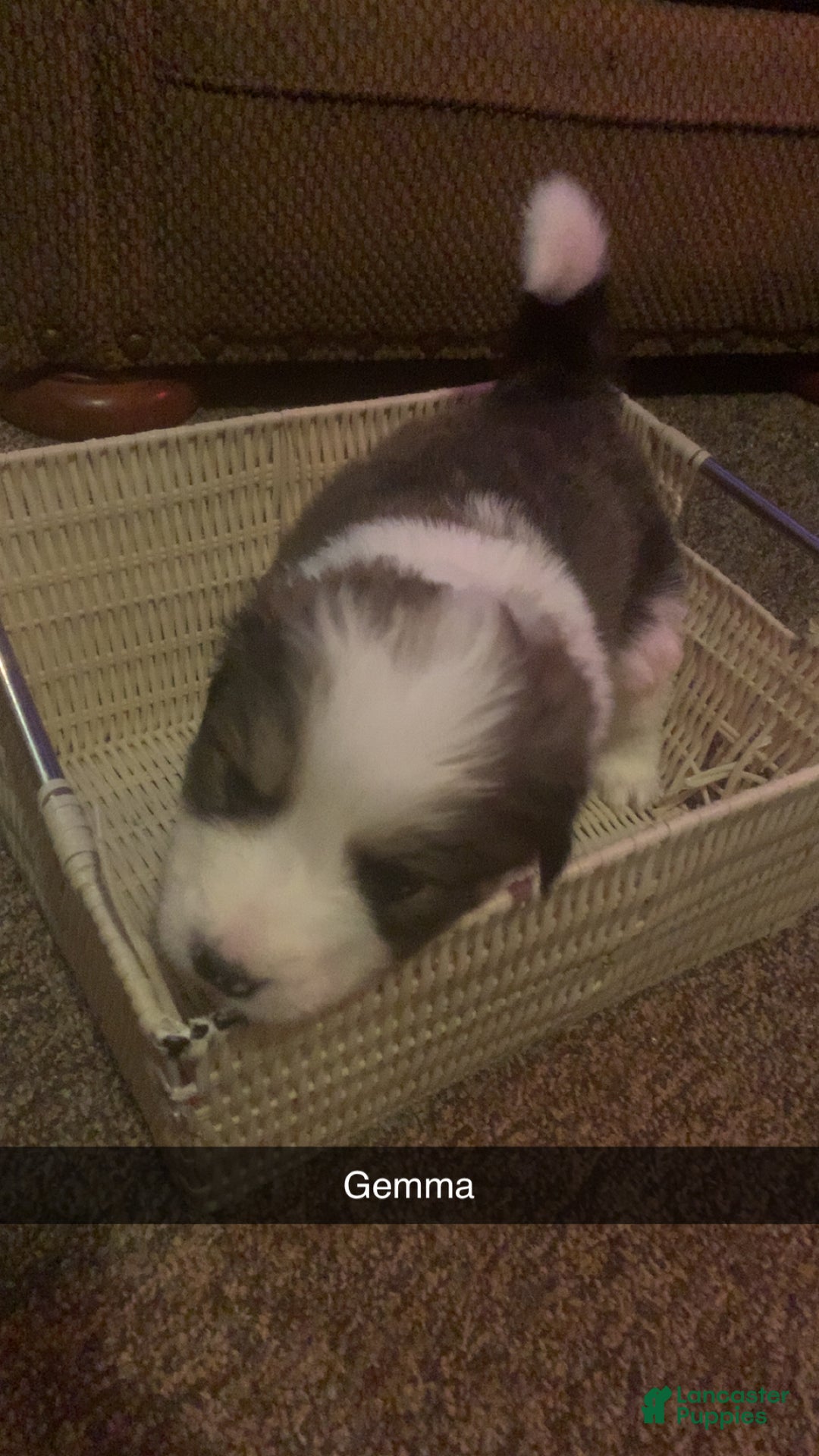 Mixed Breed dogs for sale: Gemma - Ad 1