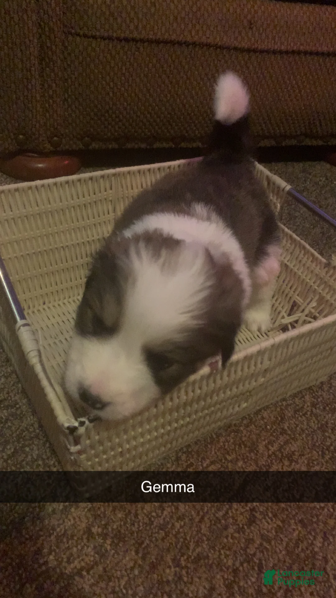 Mixed Breed dogs for sale: Gemma - Ad 1