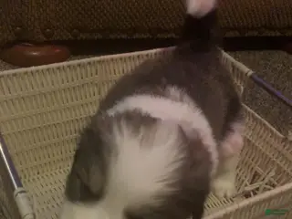 Mixed Breed dogs Gemma - Ad 42