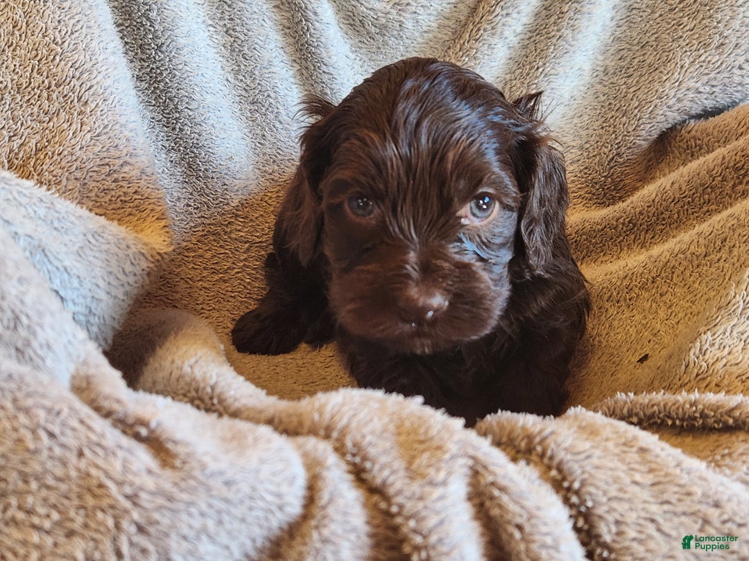 Mixed Breed dogs for sale: Logan - Ad 2