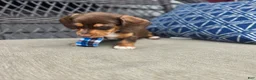 Miniature Dachshund dogs for sale: Blue boy  - Ad 3
