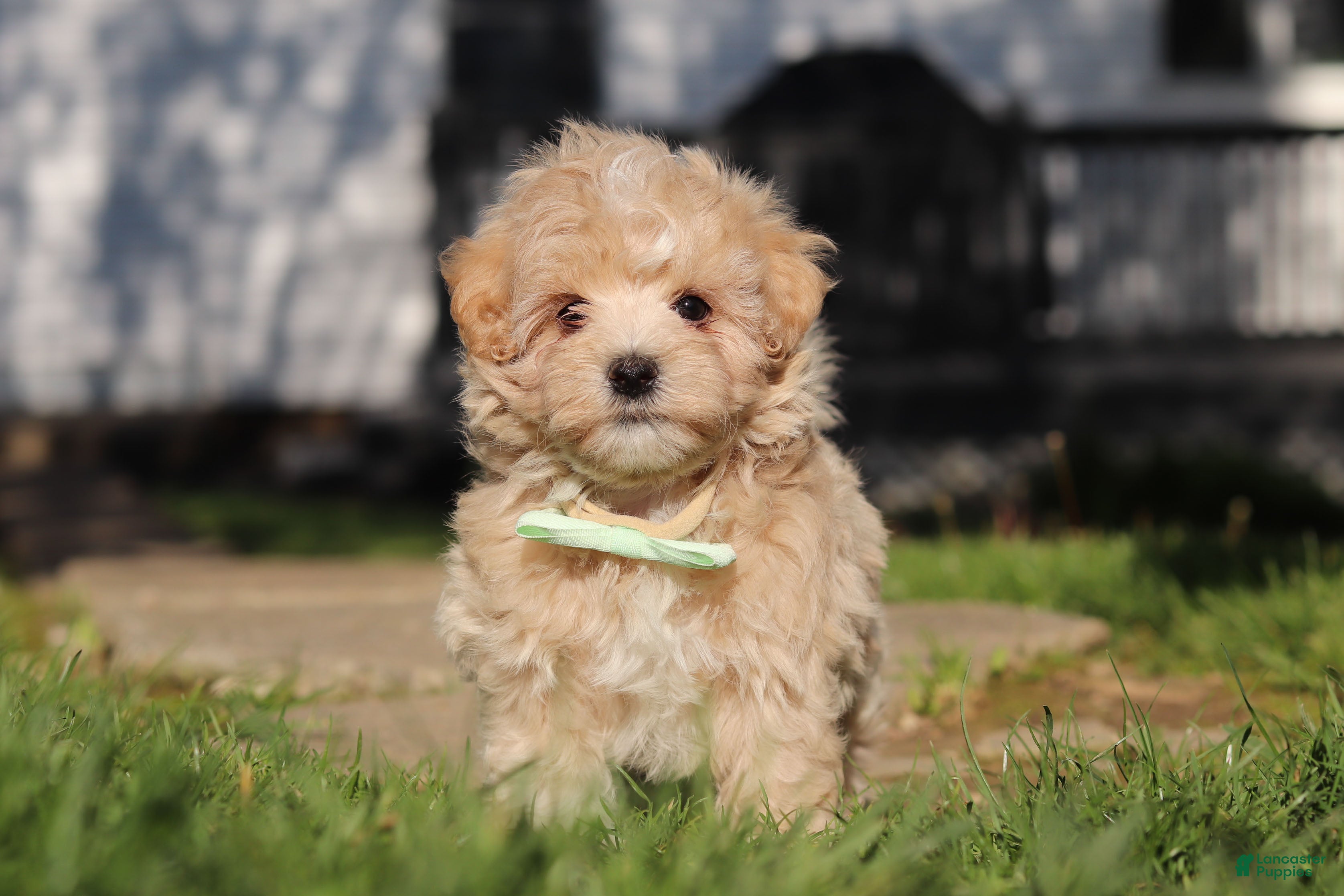 Maltipoo dogs Lane - Ad 2