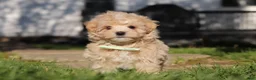 Maltipoo dogs for sale: Lane - Ad 2