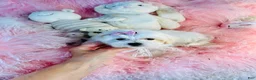 Maltese dogs for sale: Maltese  - Ad 3