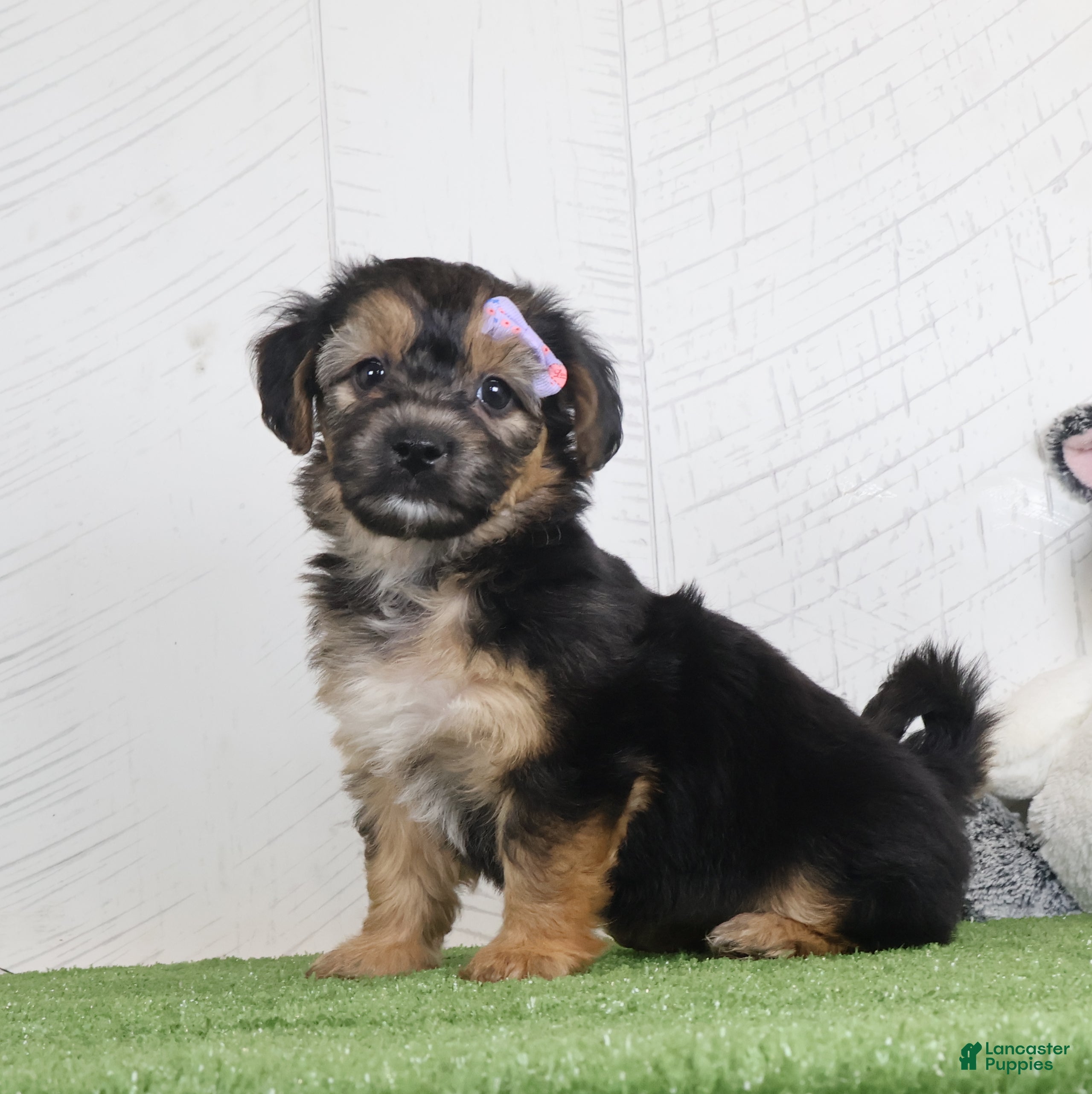 Yochon dogs for sale: Piper - Ad 2