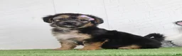 Yochon dogs for sale: Piper - Ad 2
