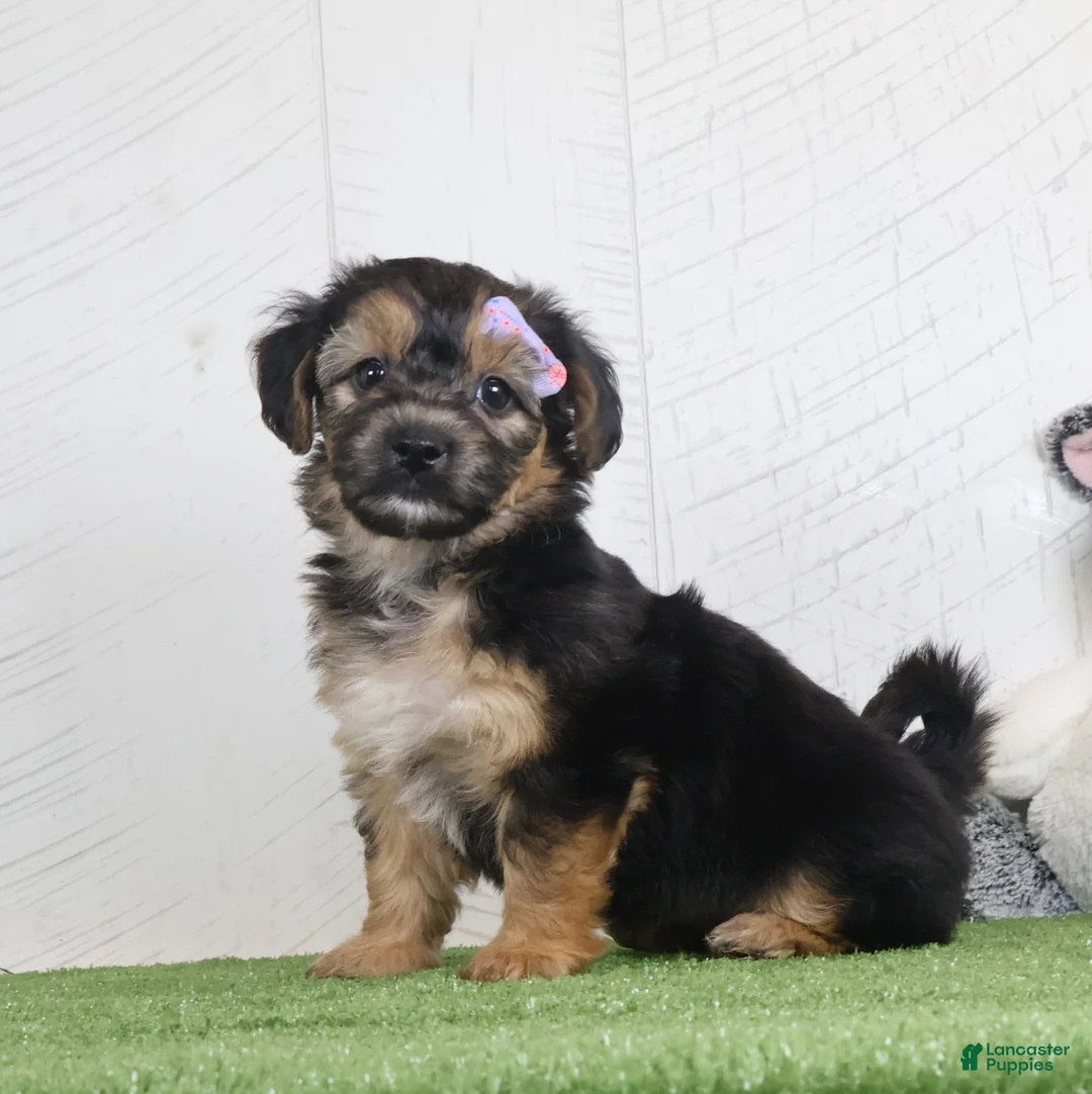 Yochon dogs for sale: Piper - Ad 2