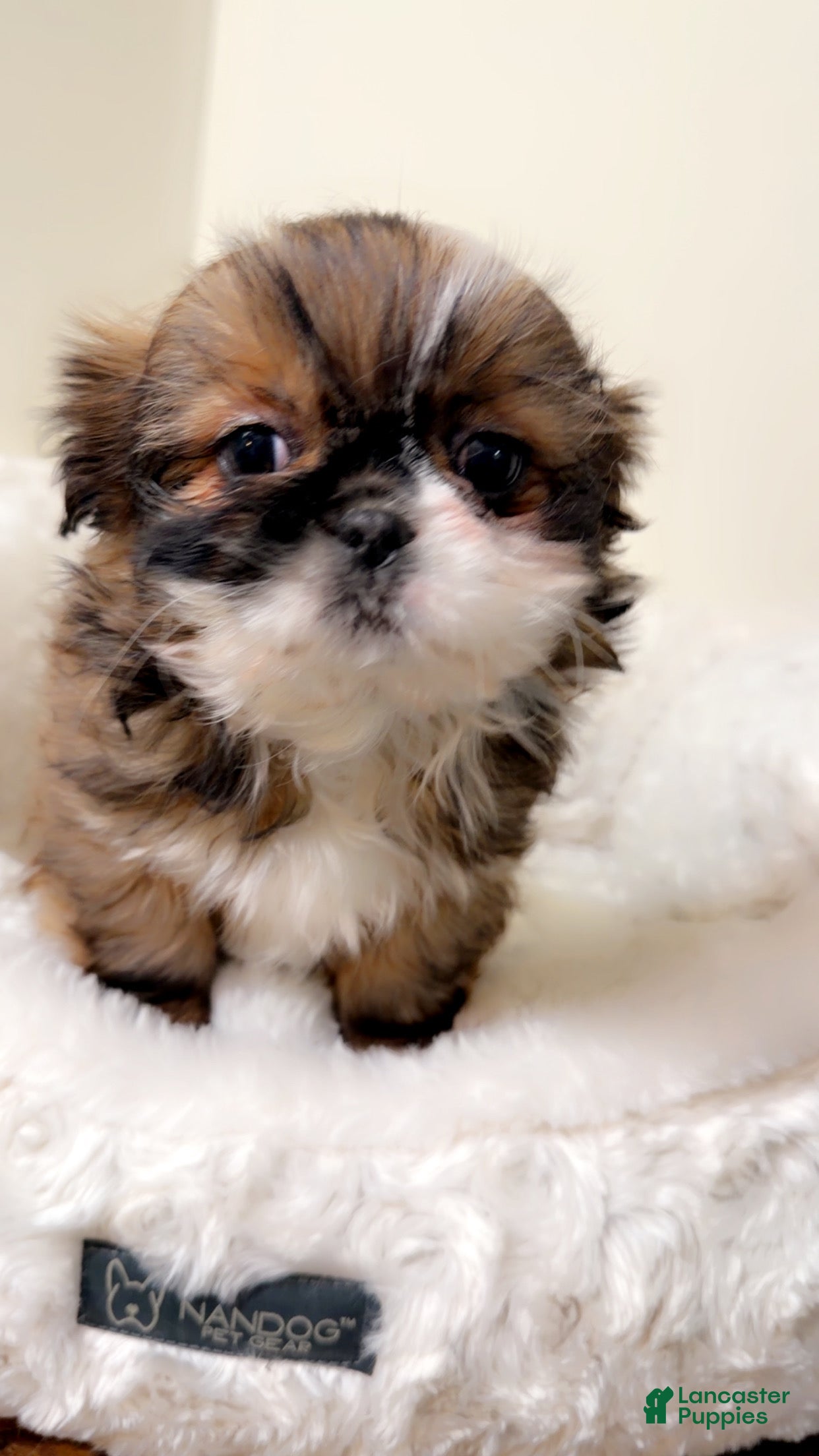 Shih Tzu dogs Izzy  - Ad 20