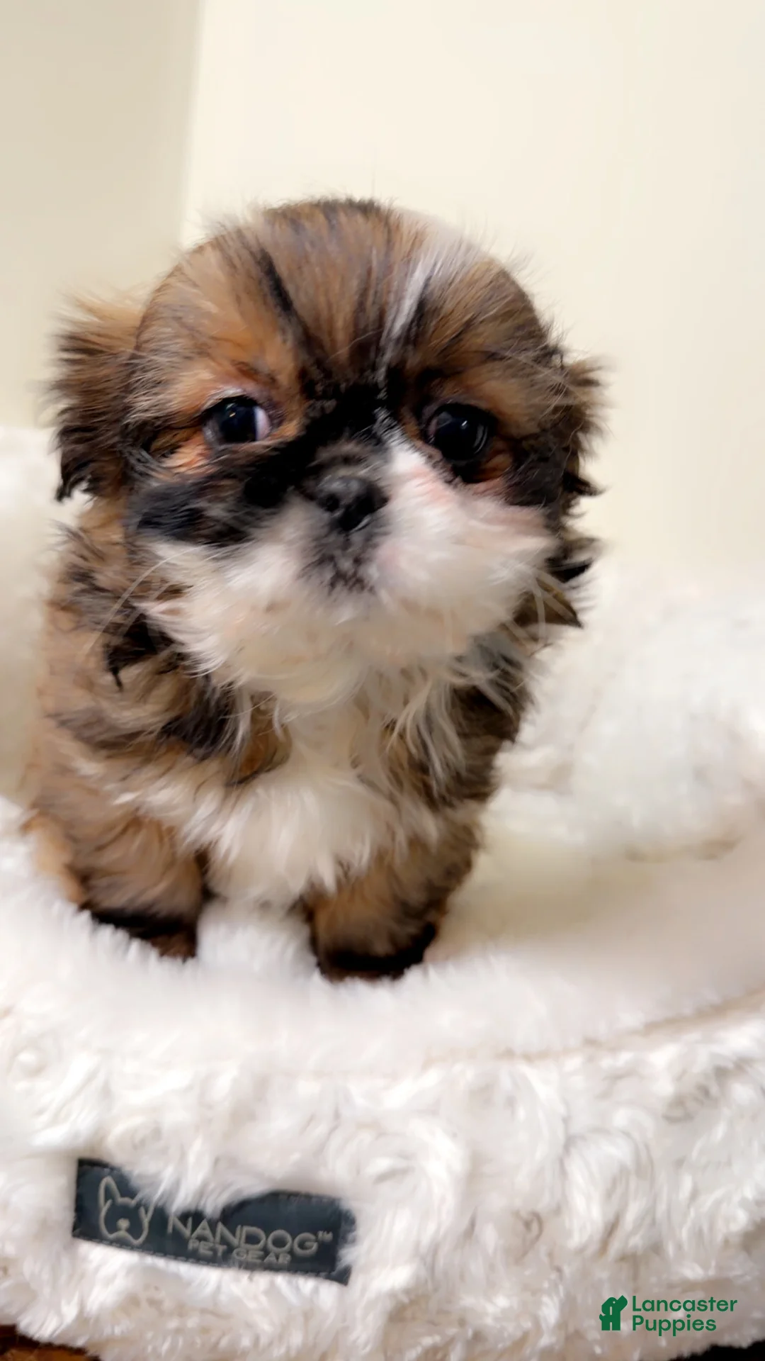 Shih Tzu dogs for sale: Izzy  - Ad 1