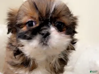 Shih Tzu dogs Izzy - Ad 20