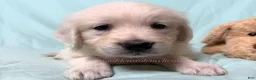 Golden Retriever dogs for sale: Maggie - Ad 6