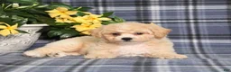 Bichpoo dogs for sale: Marlow - Ad 4