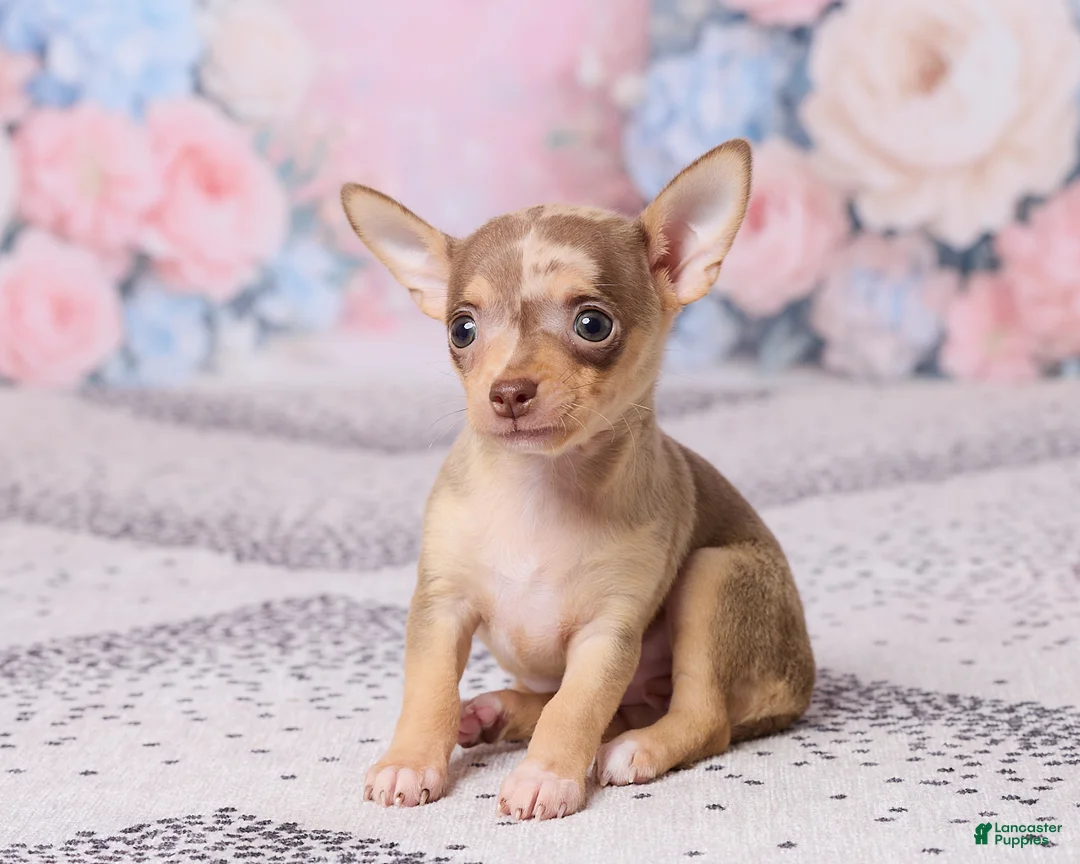 Chihuahua dogs for sale: Betzie - Ad 2