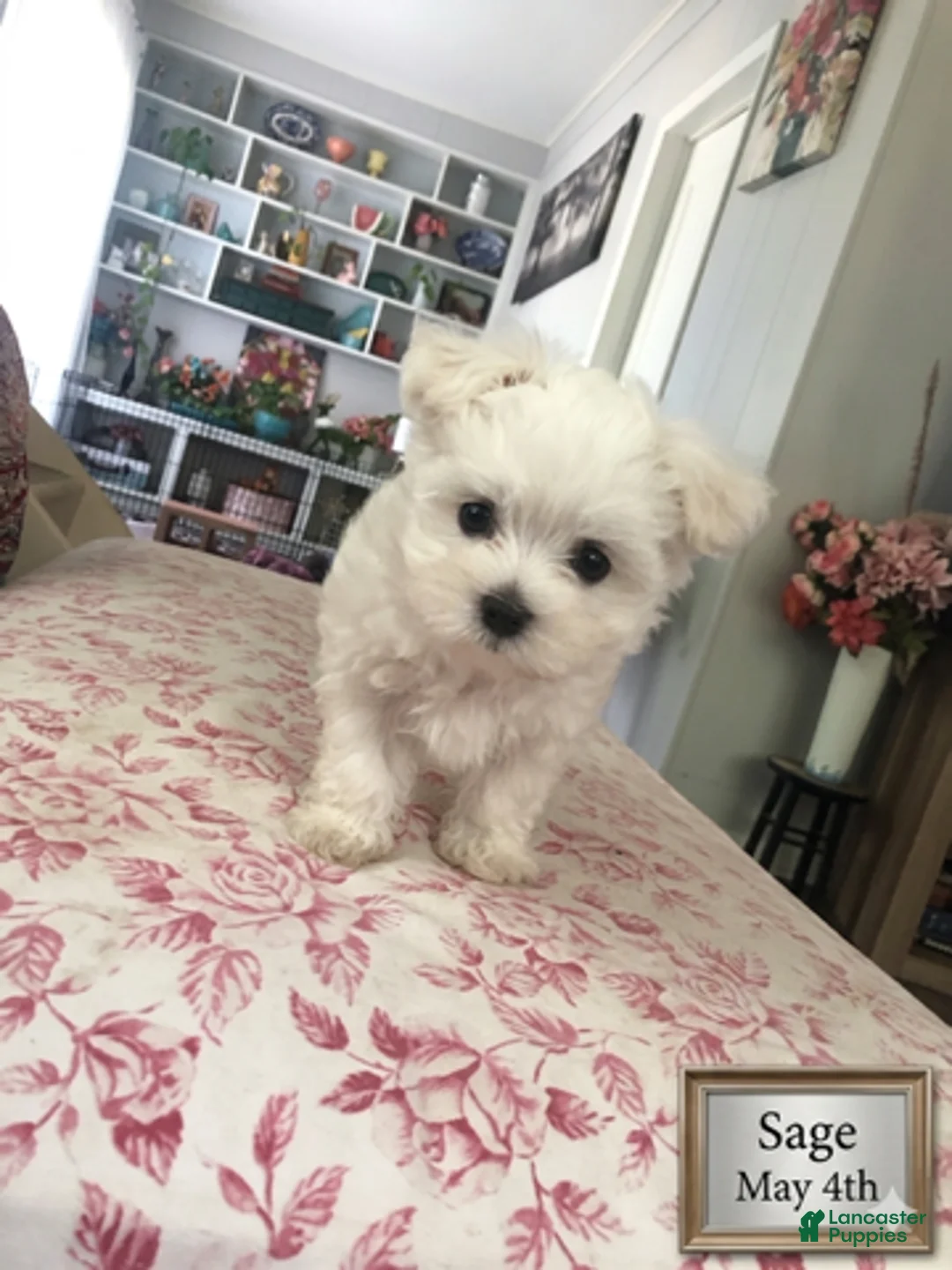 Malshi dogs for sale: Sage - Ad 1