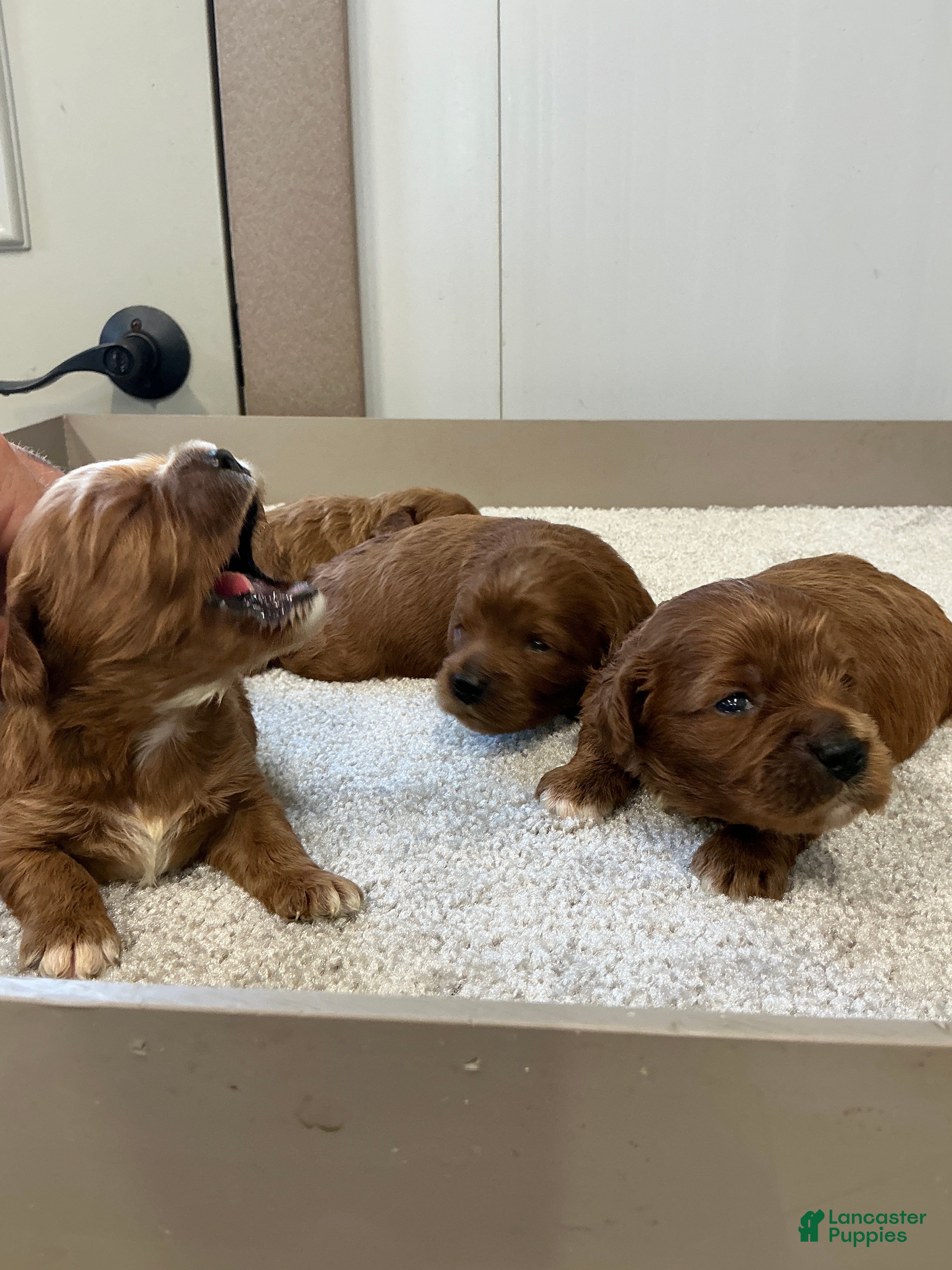 Cavapoo dogs Cavapoo 2 - Ad 1