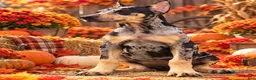 Doberman Pinscher dogs for sale: Doberman Pinscher Female - Ad 2