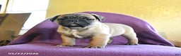 Frug dogs for sale: Texas - Ad 4