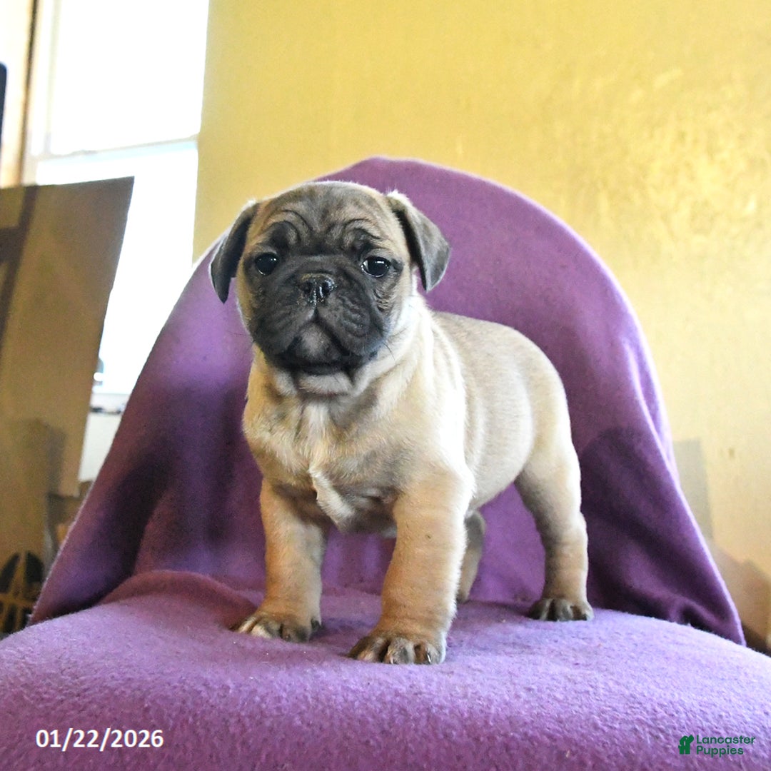 Frug dogs for sale: Texas - Ad 4