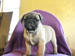 Frug dogs Texas - Ad 6