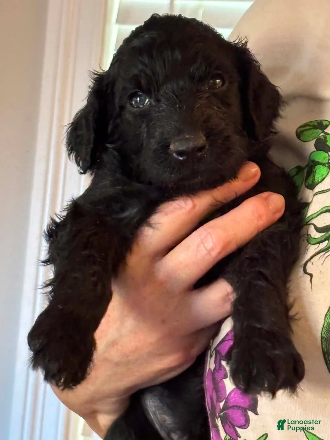 Aussiedoodle dogs for sale: TEN - Ad 2