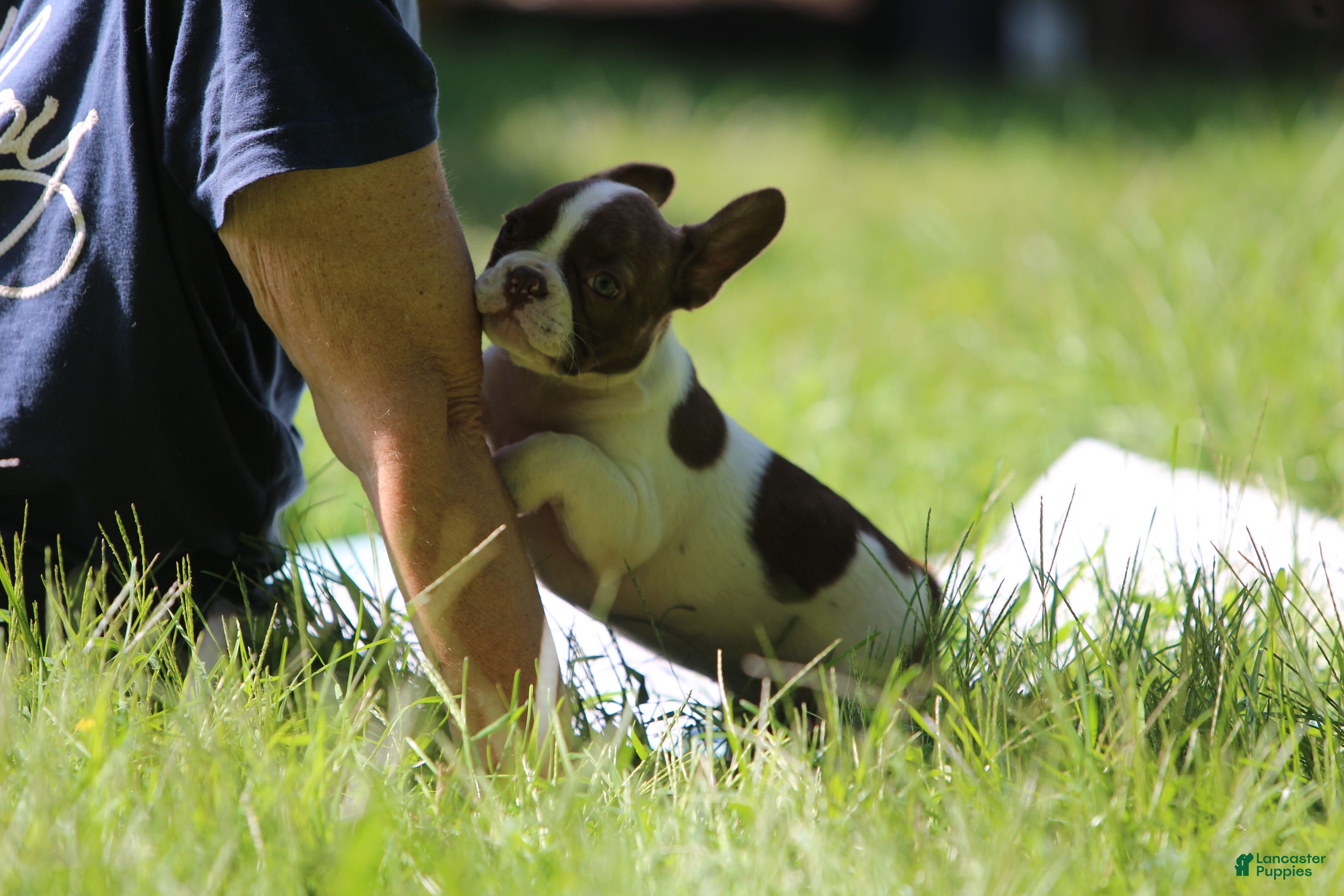 French Bulldog dogs French Bulldog 3 - Ad 1