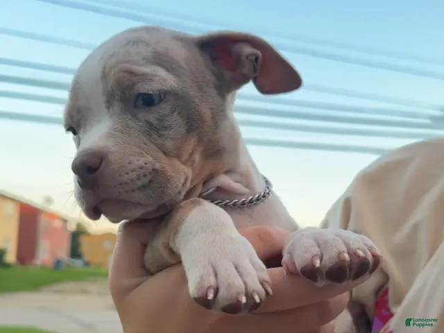 American Bully dogs for sale: American Bully 9 - Ad 37