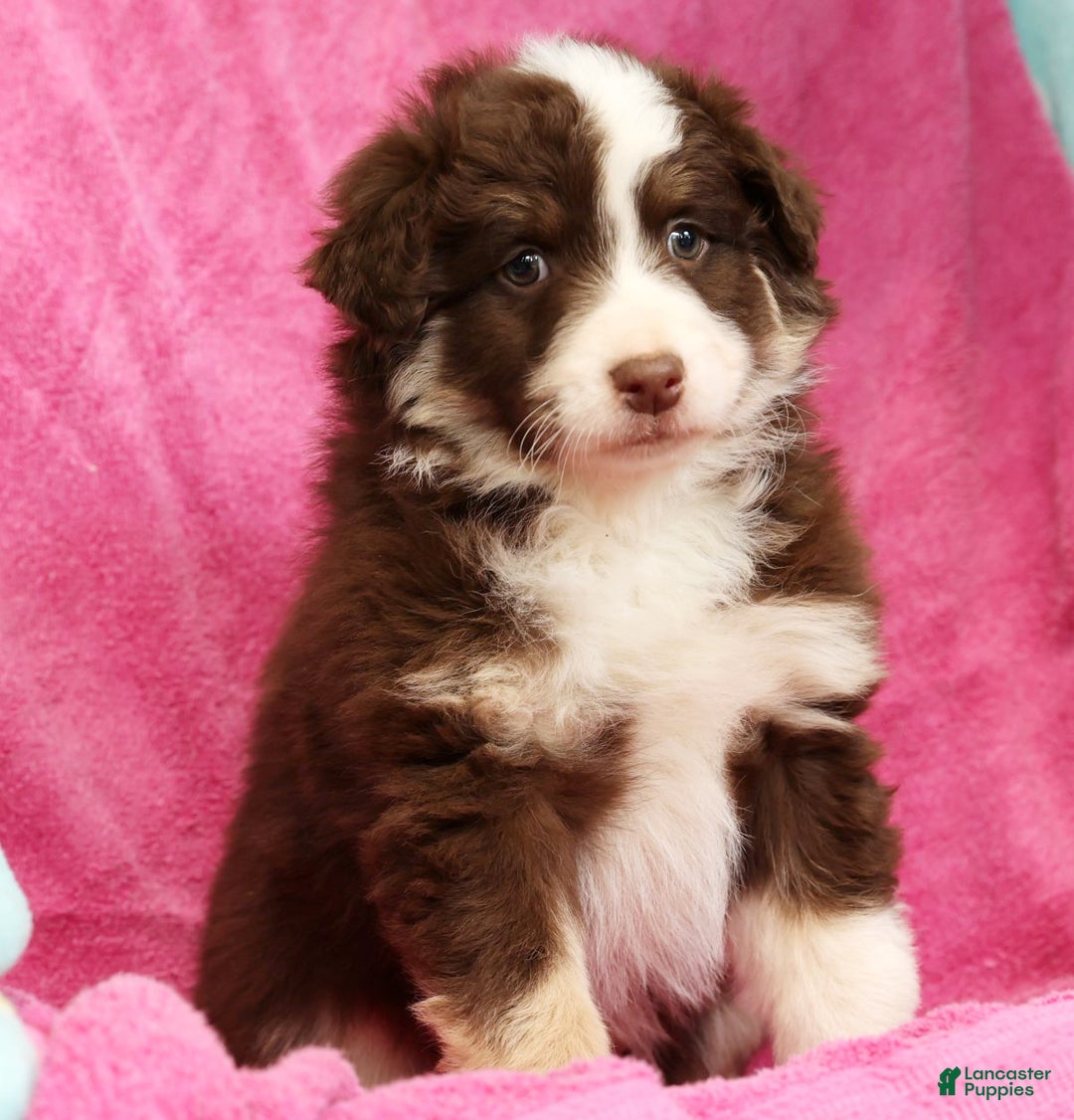 Miniature Australian Shepherd dogs for sale: Max - Ad 7
