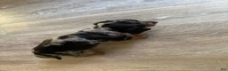 Miniature Dachshund dogs for sale: Miniature Dachshund 1 - Ad 1