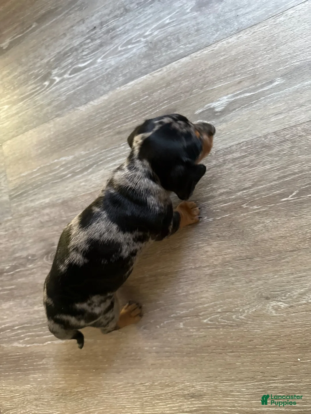 Miniature Dachshund dogs for sale: Miniature Dachshund 1 - Ad 1