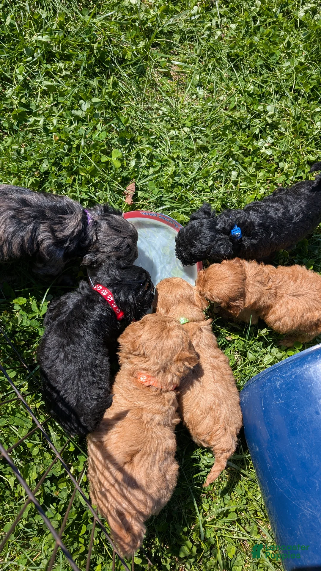 Cavapoo dogs for sale: Cuddles - Ad 14