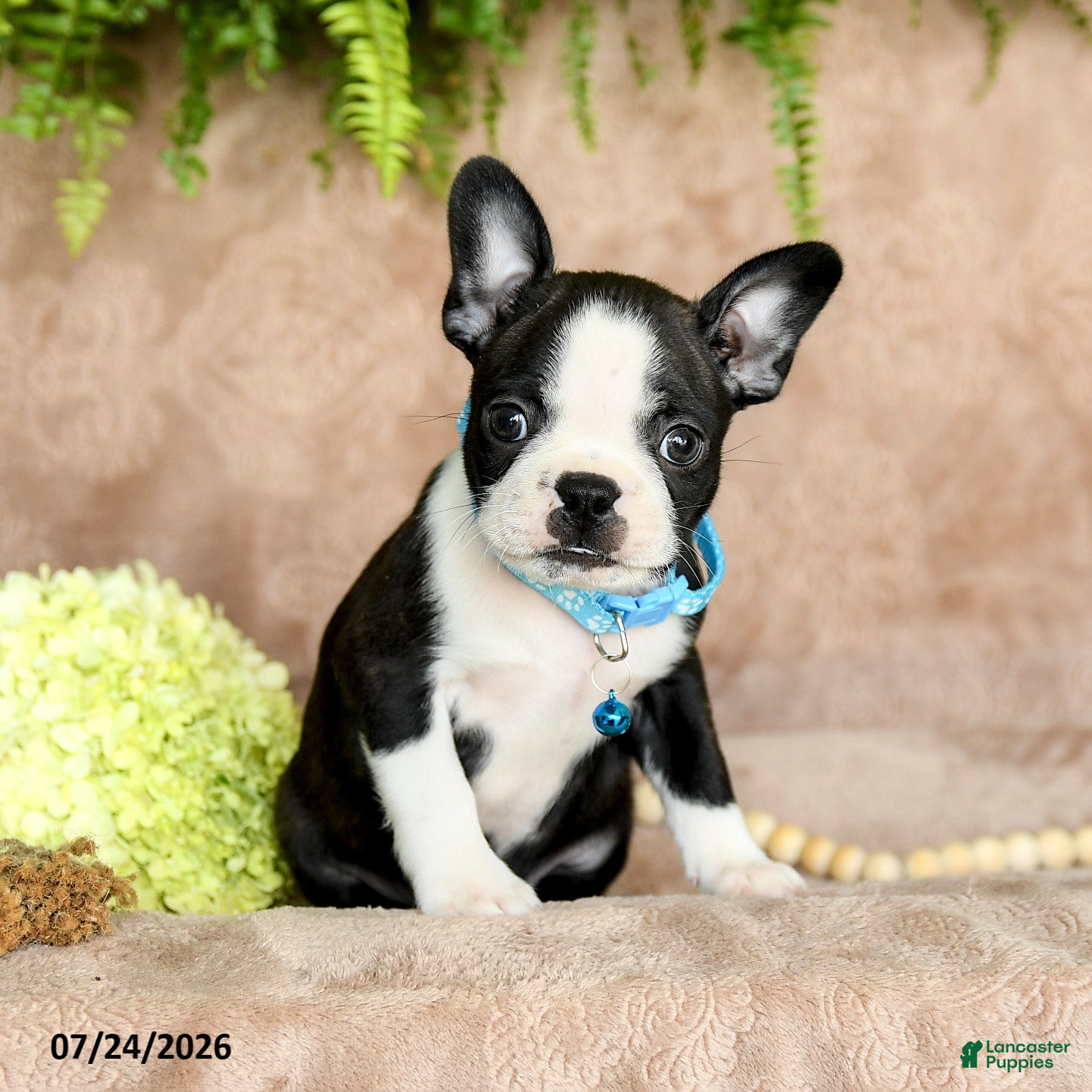 Boston Terrier dogs Diesel - Ad 2