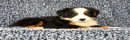 Bernese Mountain Dog dogs for sale: Carla - Ad 4
