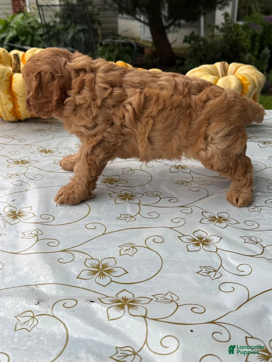 Cavapoo dogs for sale: Charlie - Ad 2