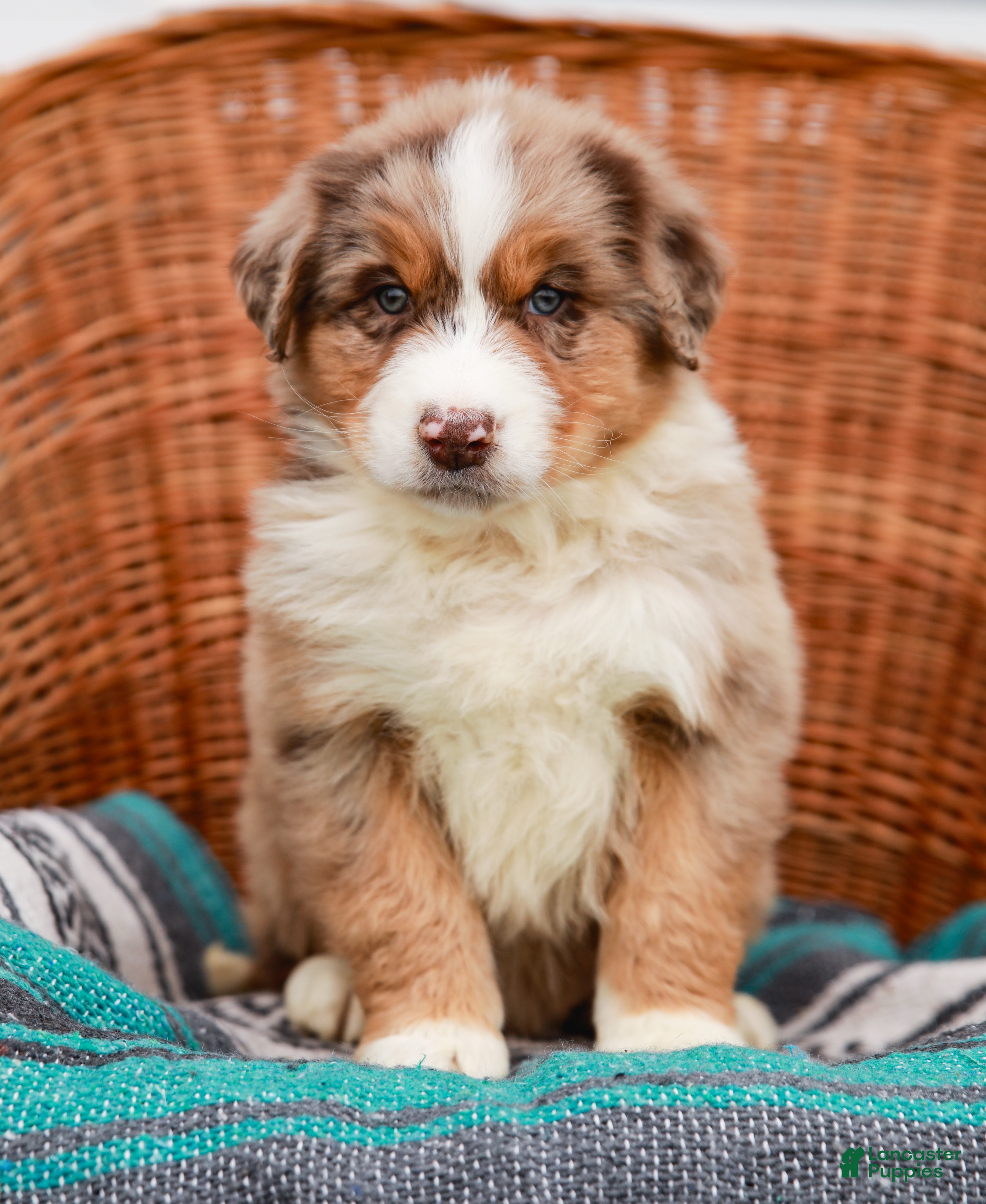 Australian Shepherd dogs Sparkles - Ad 2