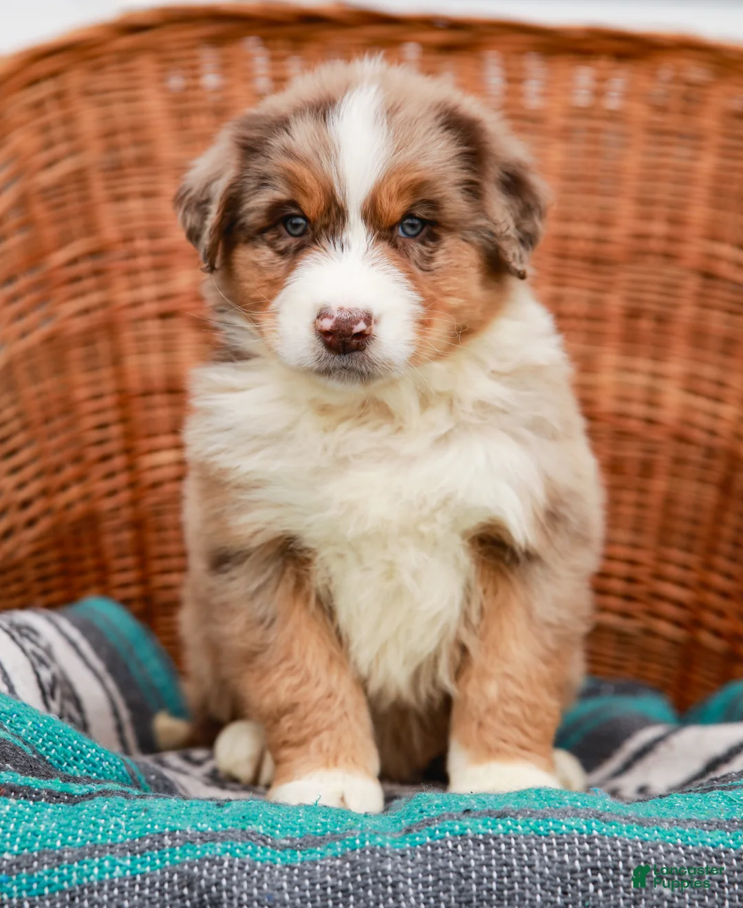Australian Shepherd dogs for sale: Sparkles - Ad 2
