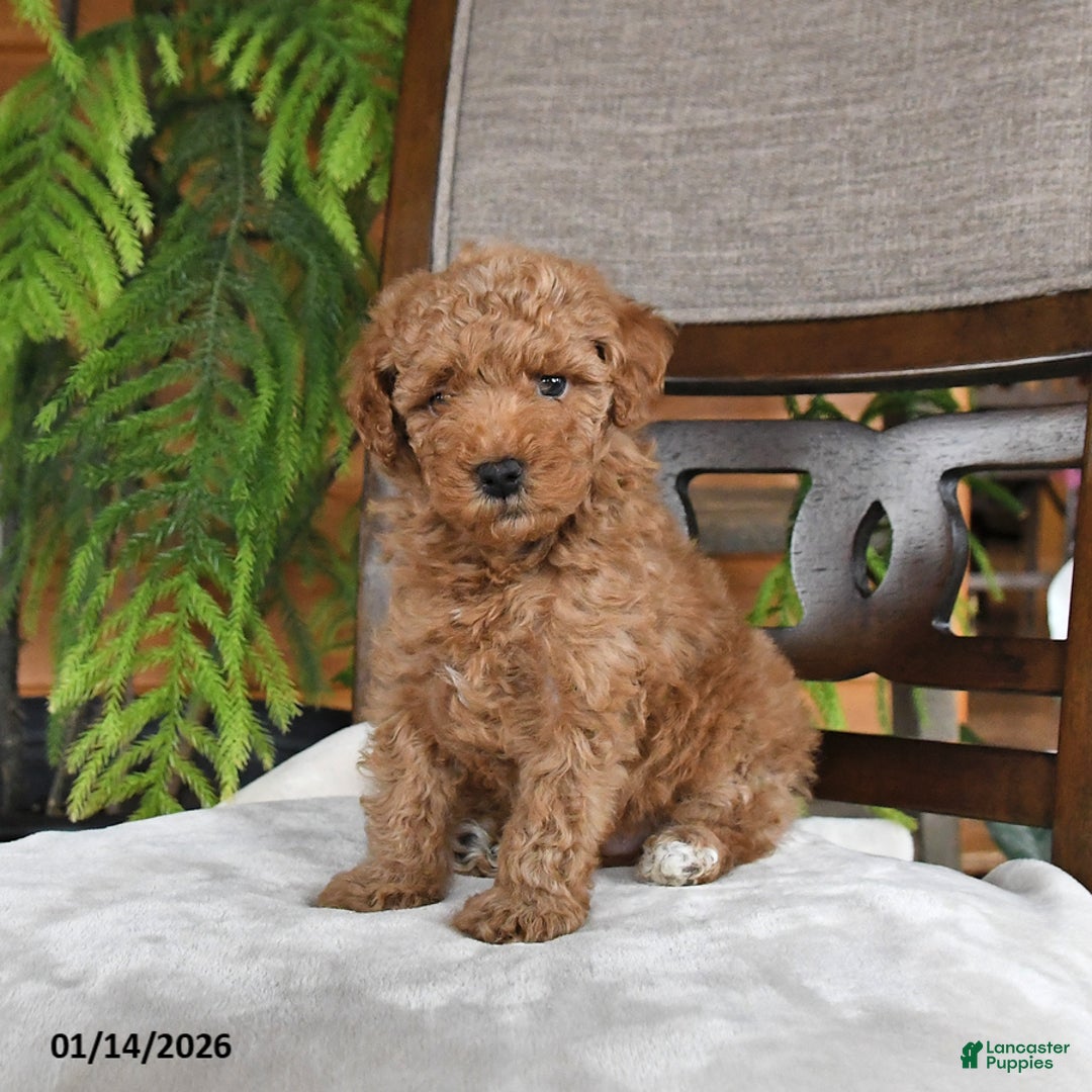 Maltipoo dogs for sale: Jordan - Ad 3