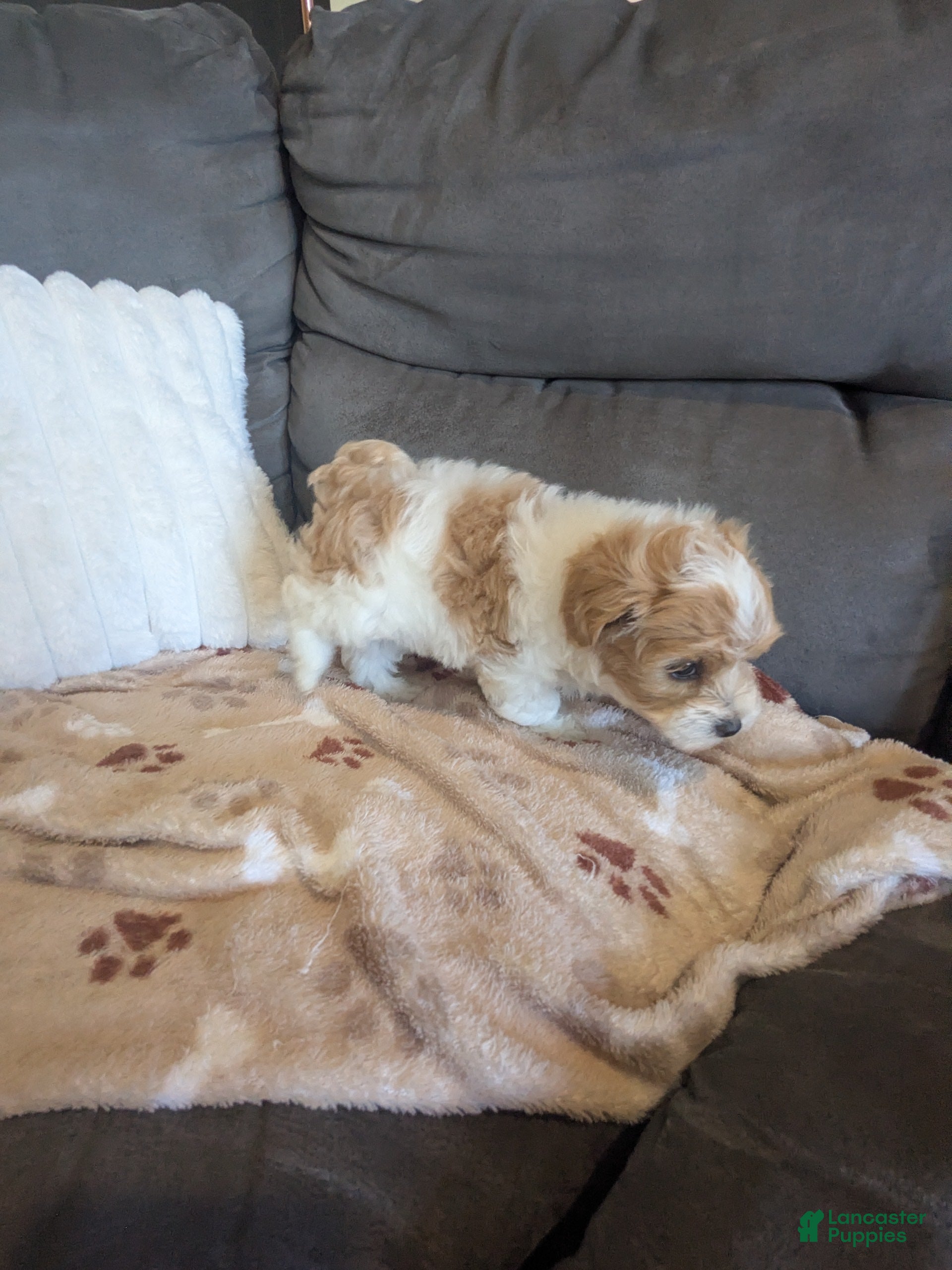Havapoo dogs for sale: Biscuit F-1B - Ad 2