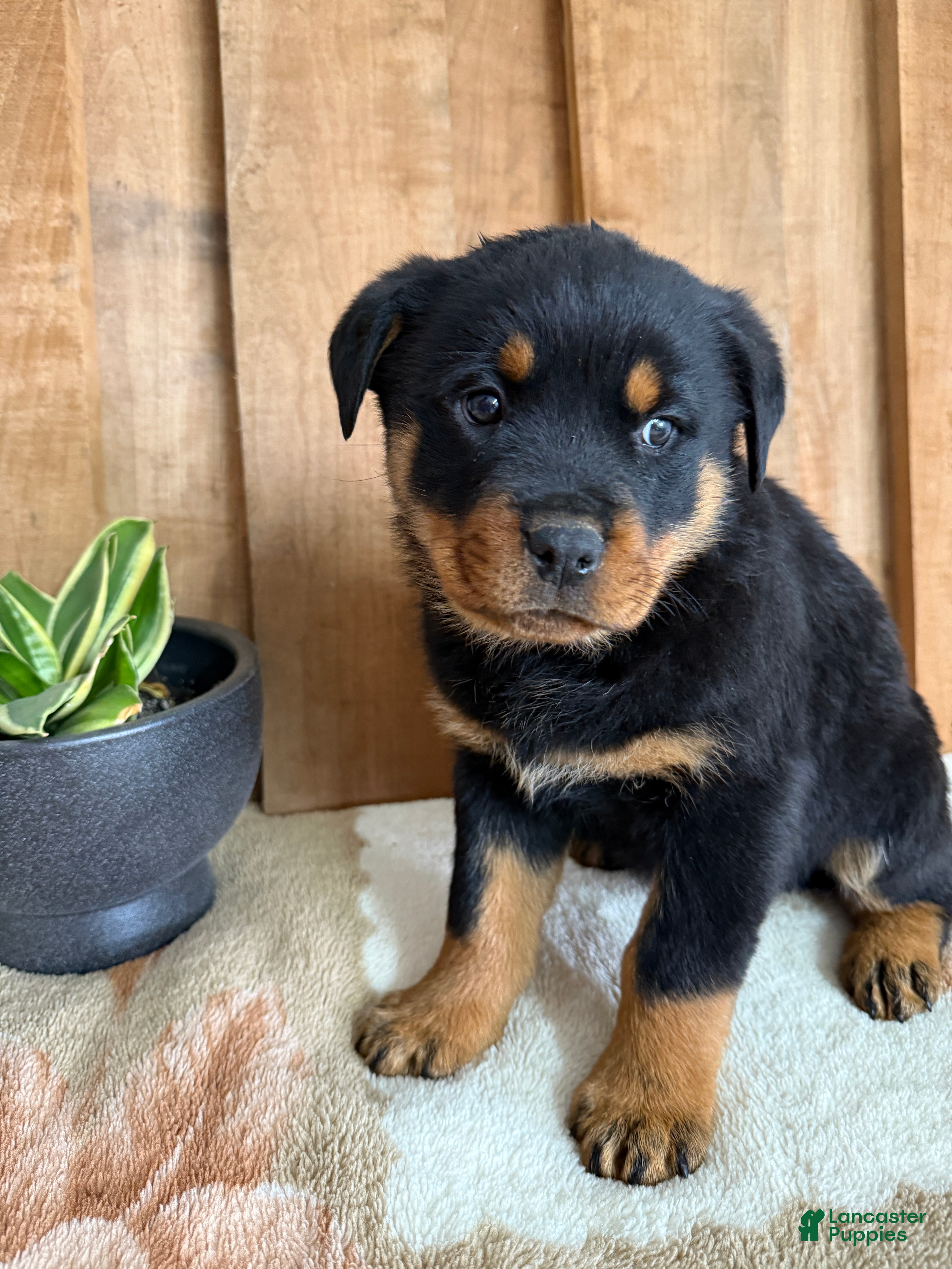Rottweiler dogs Luke - Ad 10