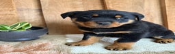 Rottweiler dogs for sale: Luke - Ad 1