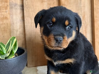 Rottweiler dogs Luke - Ad 14