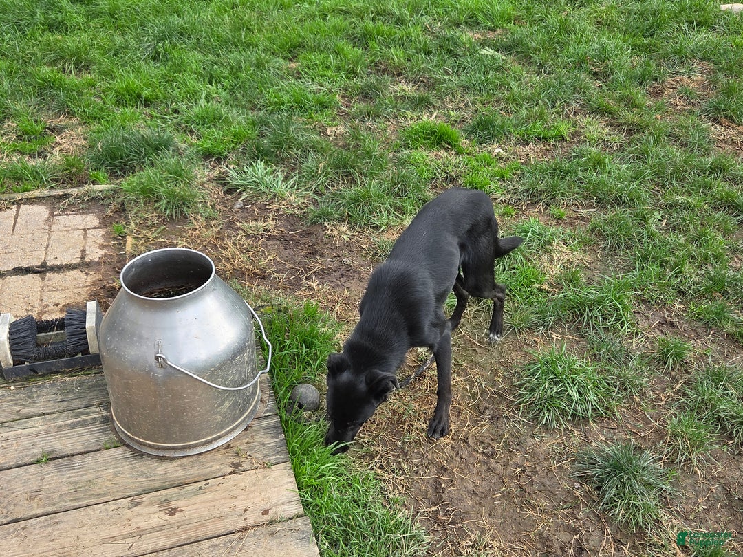 Mixed Breed dogs for sale: Mixed Breed Puppy 1 - Ad 3