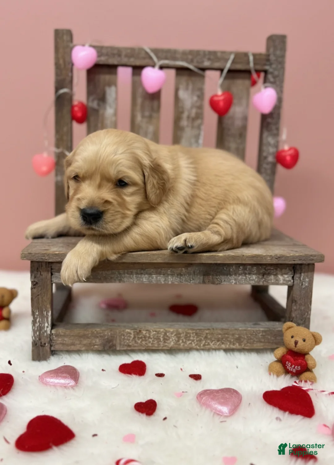 Golden Retriever dogs for sale: Golden Retriever Puppy 1 - Ad 1