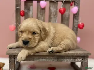 Golden Retriever dogs Golden Retriever Puppy 1 - Ad 38