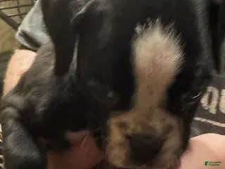 Boxer dogs Roxie - Ad 10