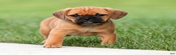 Puggle dogs for sale: Chloe - Ad 1