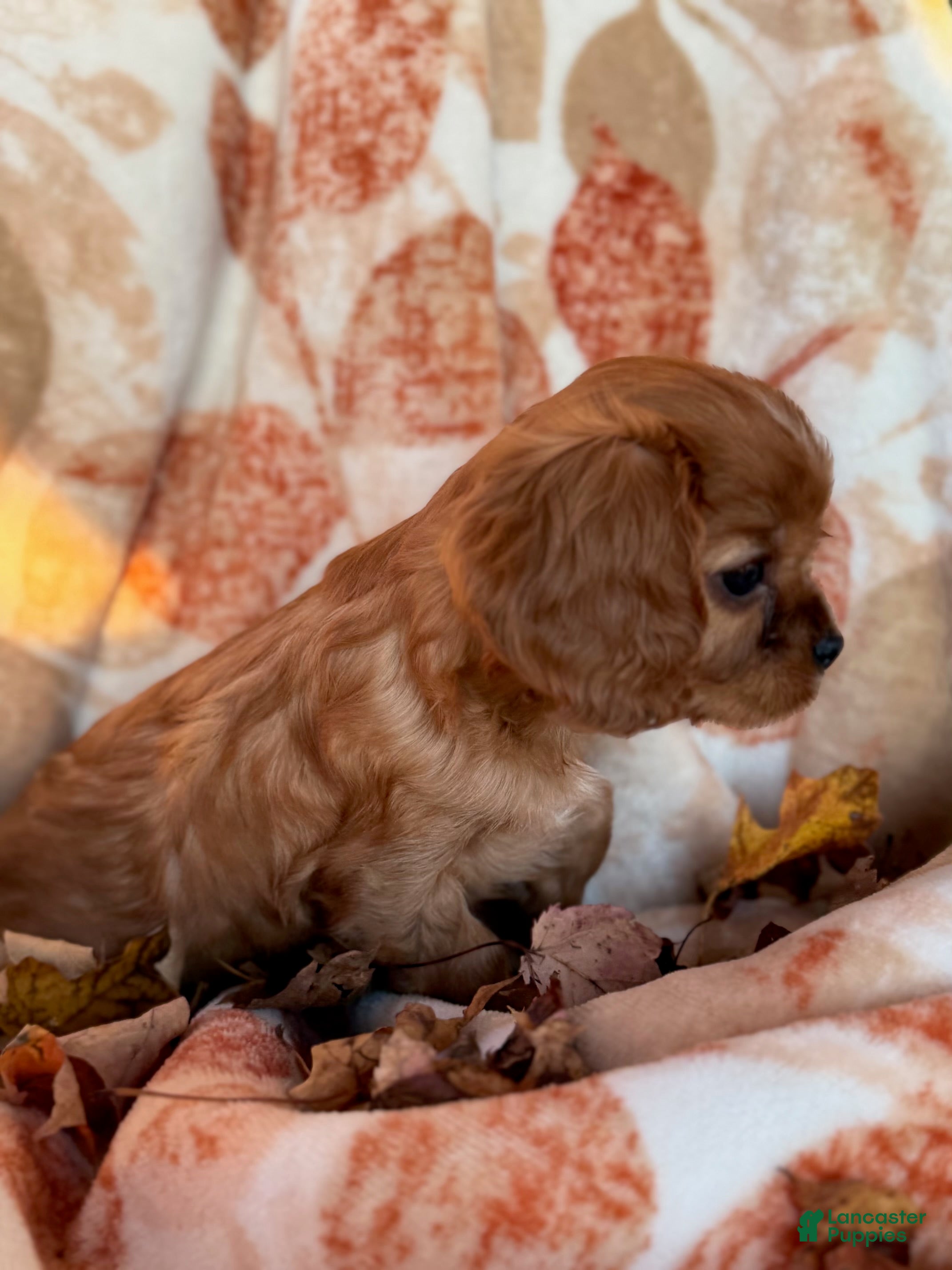 Cavalier King Charles Spaniel dogs Sunny Cavalier King Charles Spaniel  - Ad 2
